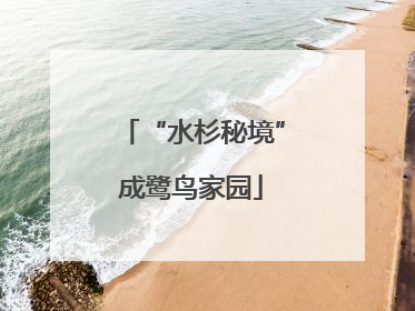 “水杉秘境”成鹭鸟家园