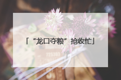“龙口夺粮”抢收忙