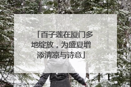 百子莲在厦门多地绽放，为盛夏增添清凉与诗意