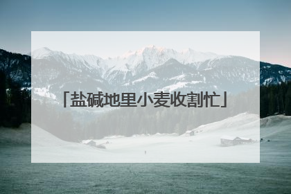 盐碱地里小麦收割忙