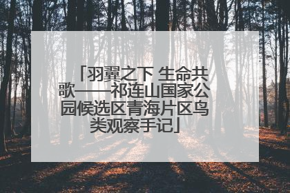 羽翼之下 生命共歌——祁连山国家公园候选区青海片区鸟类观察手记