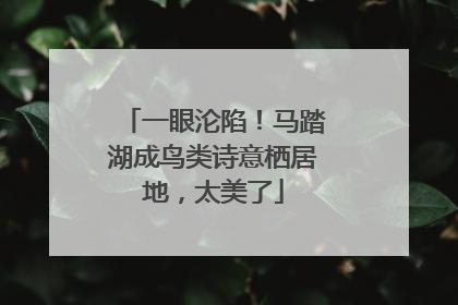 一眼沦陷！马踏湖成鸟类诗意栖居地，太美了