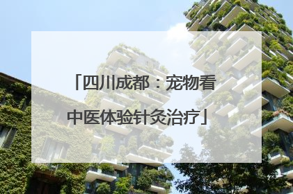 四川成都：宠物看中医体验针灸治疗