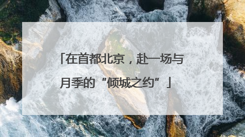 在首都北京，赴一场与月季的“倾城之约”