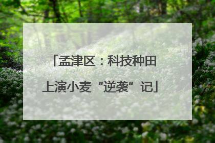 孟津区：科技种田 上演小麦“逆袭”记