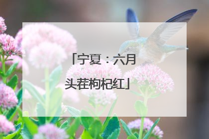 宁夏：六月头茬枸杞红