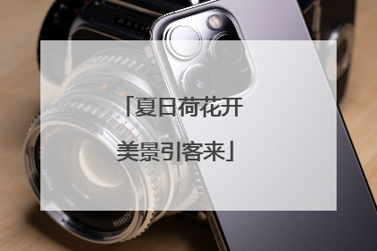 夏日荷花开 美景引客来