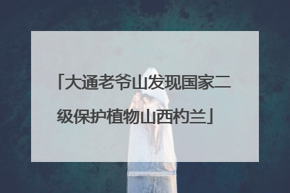 大通老爷山发现国家二级保护植物山西杓兰