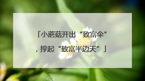 小蘑菇开出“致富伞”，撑起“致富半边天”