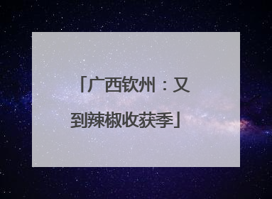 广西钦州：又到辣椒收获季