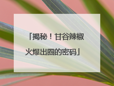 揭秘！甘谷辣椒火爆出圈的密码
