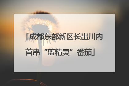 成都东部新区长出川内首串“蓝精灵”番茄