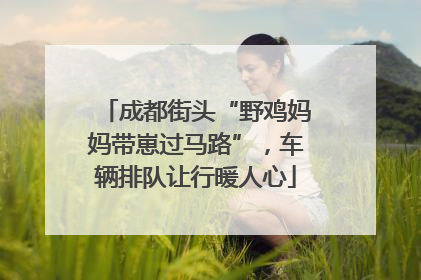 成都街头“野鸡妈妈带崽过马路”，车辆排队让行暖人心