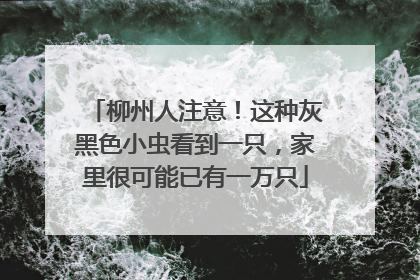 柳州人注意！这种灰黑色小虫看到一只，家里很可能已有一万只