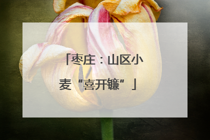 枣庄：山区小麦“喜开镰”