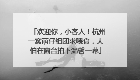 欢迎你，小客人！杭州一窝萌仔组团求喂食，大伯在窗台拍下温馨一幕