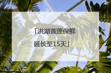 洪湖莲蓬保鲜延长至15天