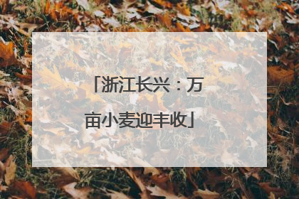 浙江长兴：万亩小麦迎丰收