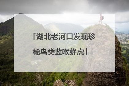 湖北老河口发现珍稀鸟类蓝喉蜂虎