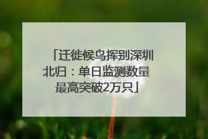迁徙候鸟挥别深圳北归：单日监测数量最高突破2万只