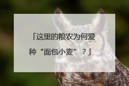 这里的粮农为何爱种“面包小麦”？