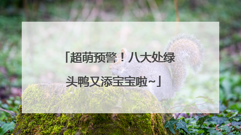 超萌预警！八大处绿头鸭又添宝宝啦~