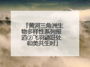 黄河三角洲生物多样性系列报道②飞羽翩跹处 和美共生时