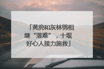 黄麂和灰林鸮相继“落难”，十堰好心人接力施救