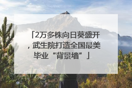 2万多株向日葵盛开，武生院打造全国最美毕业“背景墙”